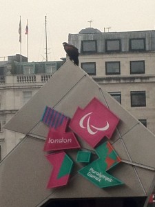 Olympic Countdown Hawk