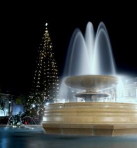 Tree at Trafalger Square